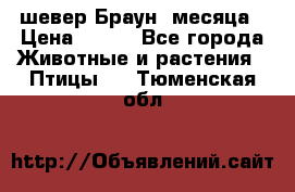 шевер Браун 2месяца › Цена ­ 200 - Все города Животные и растения » Птицы   . Тюменская обл.